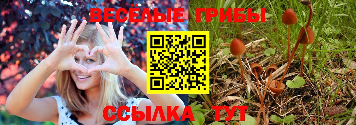 Псилоцибиновые грибы Psilocybe Мытищи